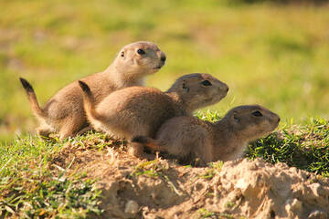 Prairie dogs at Herberstein Wildlife Park