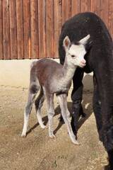 Baby Animals in Styria