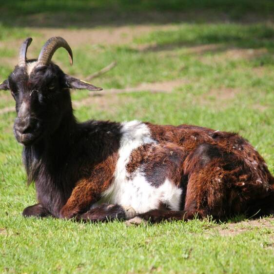 Pygmy goat at the petting zoo