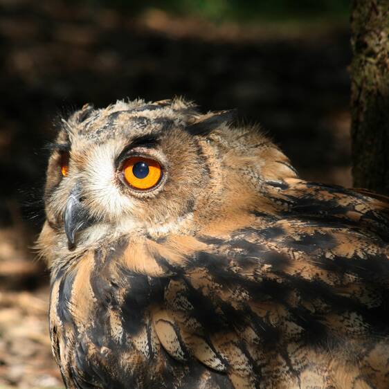 Eagle owl at Herberstein Wildlife Park (c) angieconscious | pixelio.de