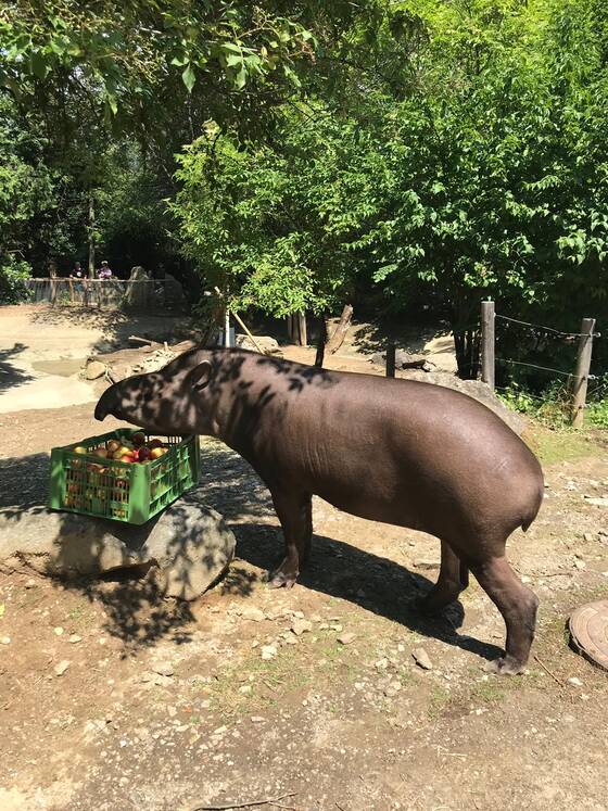 Tapir eats apples at Tierwelt Herberstein