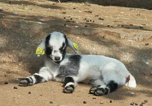 Pygmy goat at the petting zoo