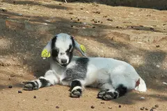 Pygmy goat
