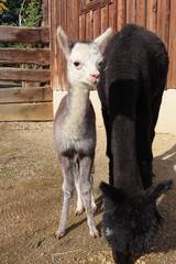 Baby Animals in Styria