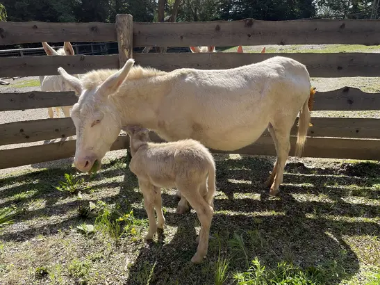 Animal Welfare Takes Hold in Schools