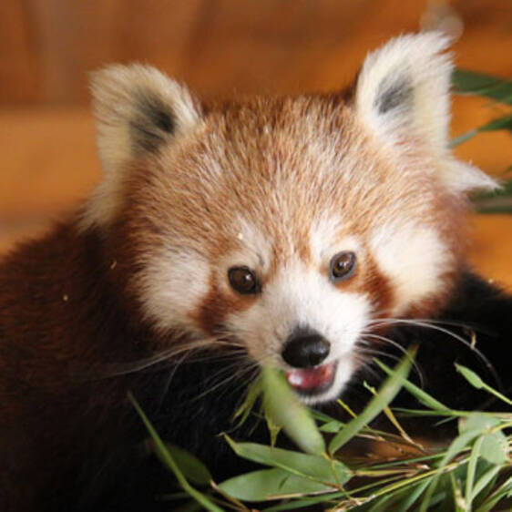 Red Panda