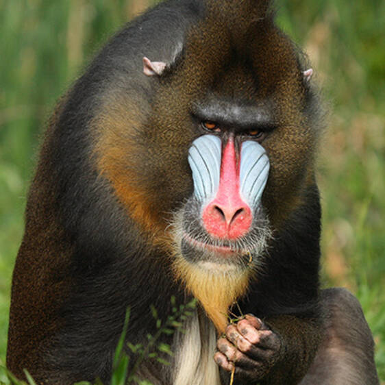 Mandrill in Styria