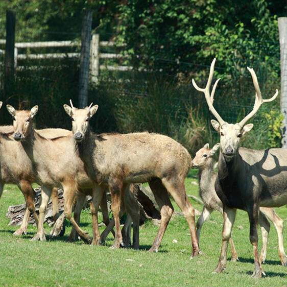 David's Deer