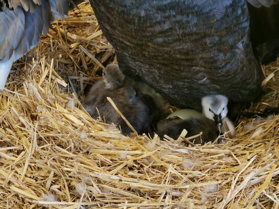 Black swan chick with its mother at Tierwelt Herberstein