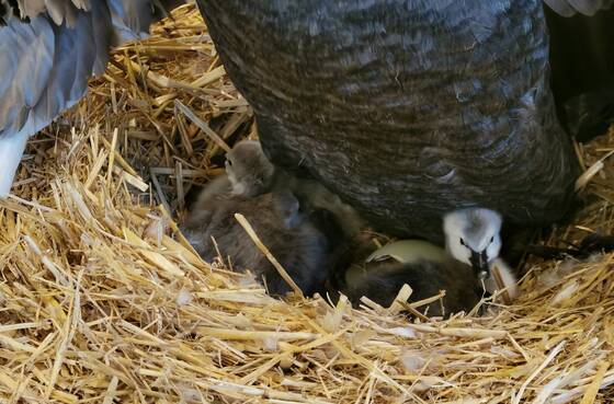 Cygnet at Tiewelt Herberstein