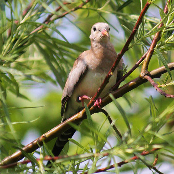 Little Dove