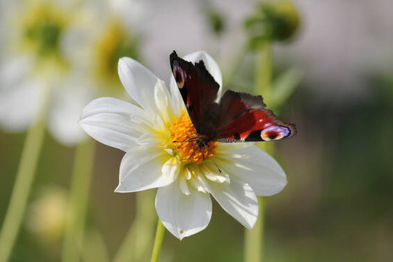 Butterfly in the insect hotel at Tierwelt Herberstein