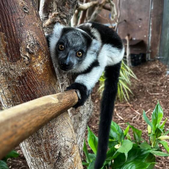 Black-and-white Vari in Styria
