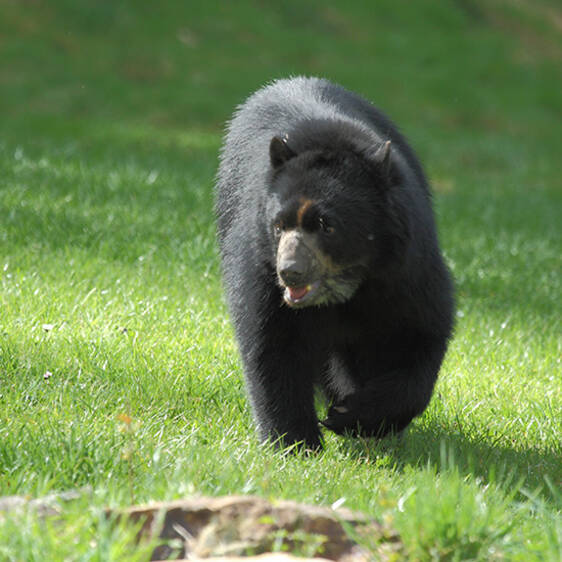 Spectacled Bear in Styria