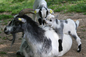 Pygmy Goats at Tierwelt Herberstein