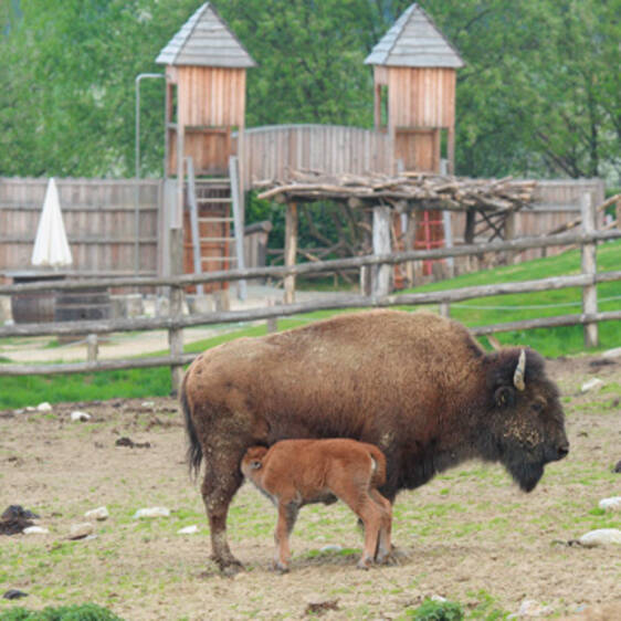 Bison at the zoo in Styria