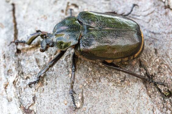 Hermit Beetle (Osmoderma eremita) at Tierwelt Herberstein (c) Lorenz Wido Gunczy.