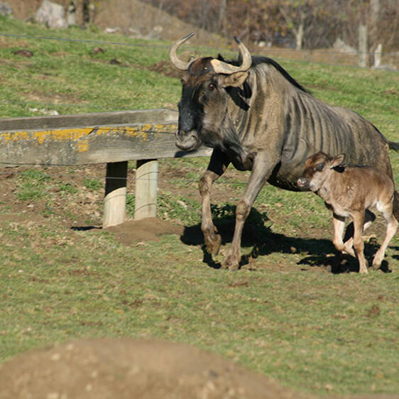 Striped Wildebeest in Styria