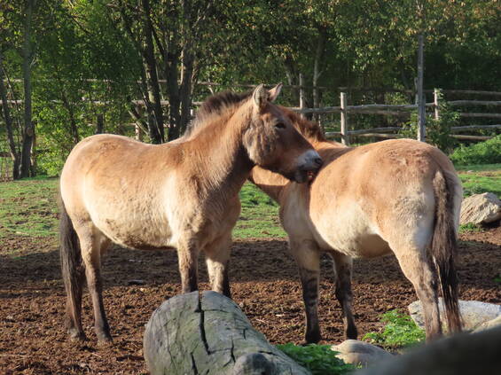 Species Conservation at Tierwelt Herberstein in Styria