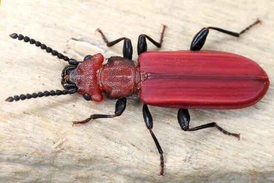 Scarlet flat beetle (Cucujus cinnaberinus) at Tierwelt Herberstein.