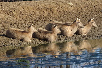 Baby Animals in Styria