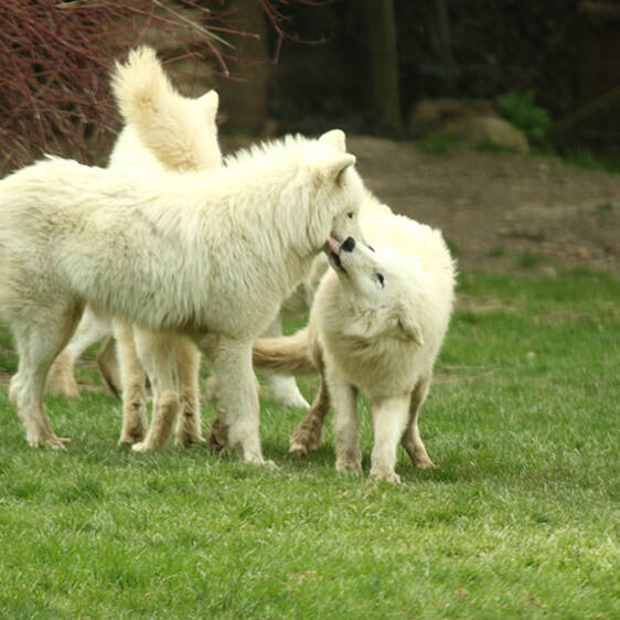 Arctic Wolf in Styria