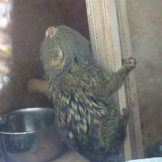 Pygmy marmosets at Tierwelt Herberstein