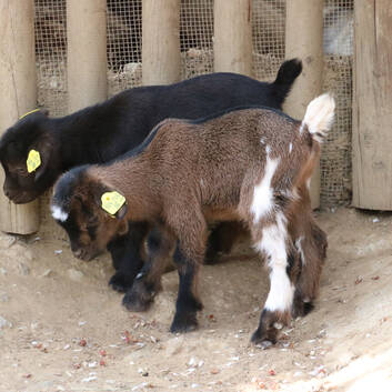 Baby Goats at Herberstein Wildlife Park