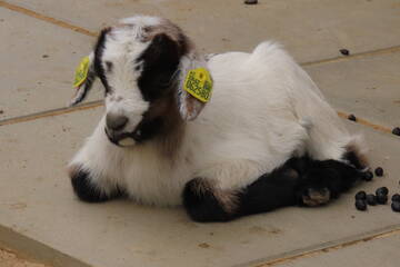 Baby Animals in Styria