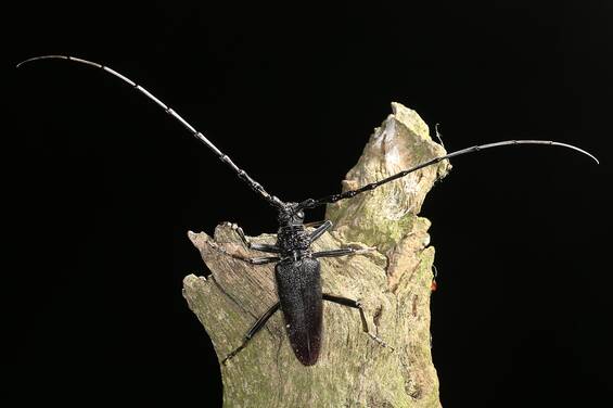 Great capricorn beetle (Cerambyx cerdo) at Tierwelt Herberstein.