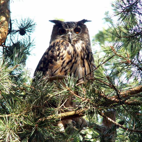 Eagle owl at Herberstein Wildlife Park (c) Alexander Bartl | pixelio.de