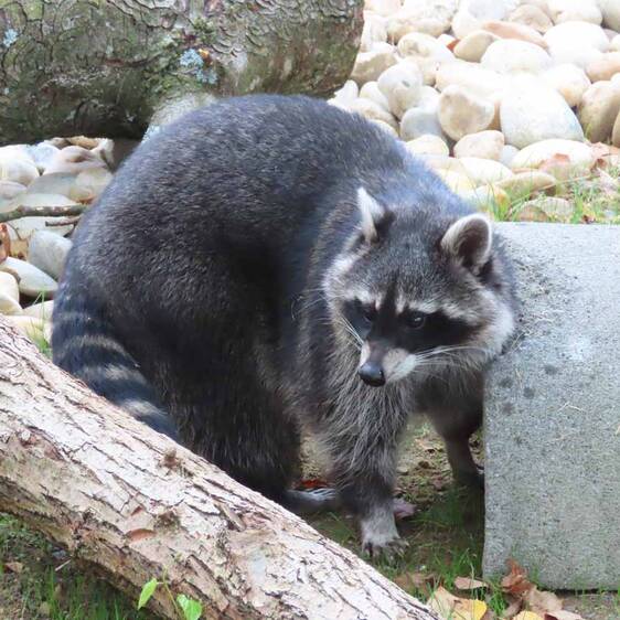 Raccoon in Styria