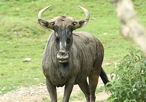 Striped Wildebeest in Styria