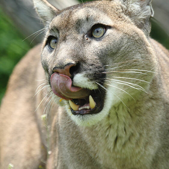 Puma at the Wildlife Park in Styria