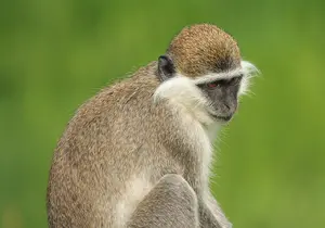 Green Monkey in Styria
