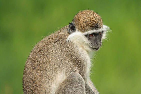 Green monkey at Herberstein Wildlife Park