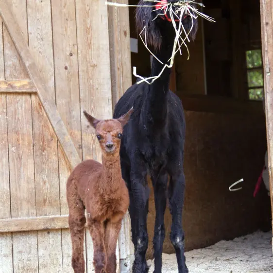 The alpaca family at Tierwelt Herberstein