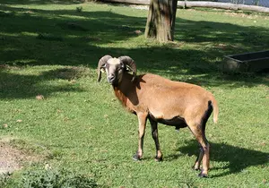 Cameroon sheep at the petting zoo