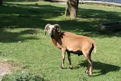 Cameroon sheep