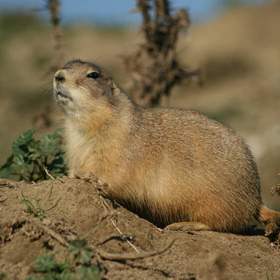 Prairie Dog in Styria