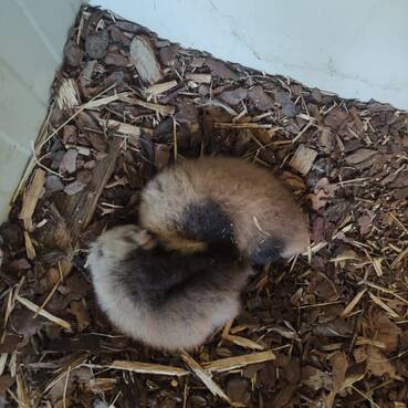 Red panda cubs at Tierwelt Herberstein.