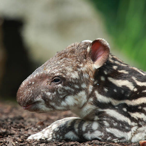 Lowland Tapir in Styria