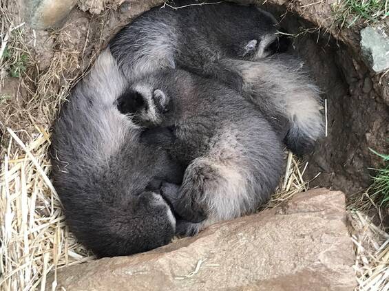 Young Gluttonous Animals at Herberstein Wildlife Park