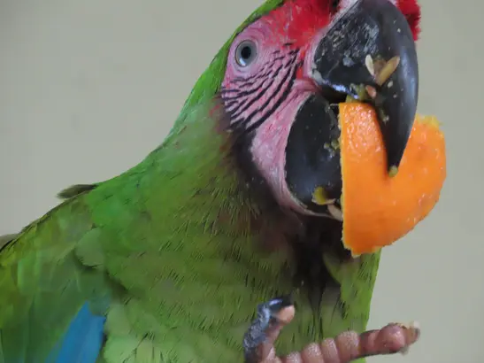 The Zoo Animal of the Year in Herberstein