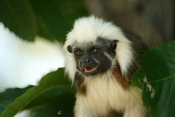 Lisztaffe at Herberstein Wildlife Park