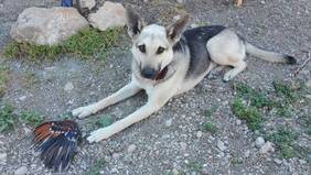 Chilly, the wildlife conservation dog, found a dead bird. Copyright Stefan Knöpfer