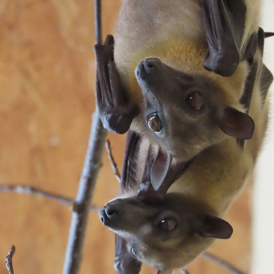 Palm Flying Fox at Herberstein Wildlife Park