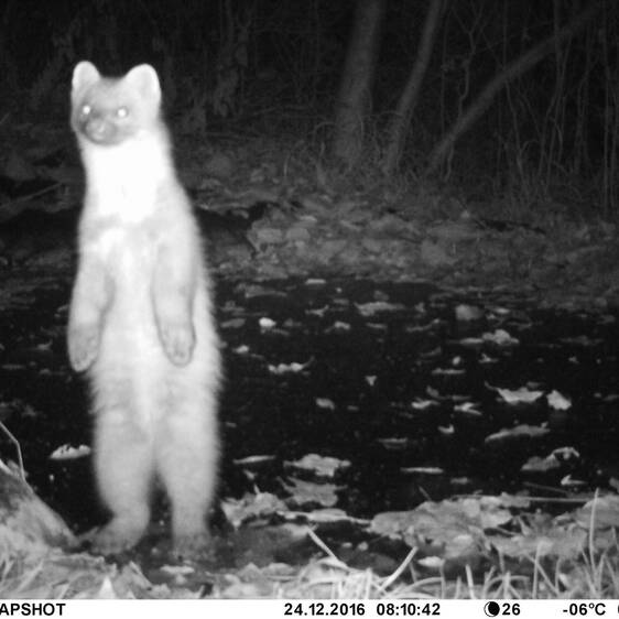 Pine Marten at Tierwelt Herberstein (c) Gernot Kunz