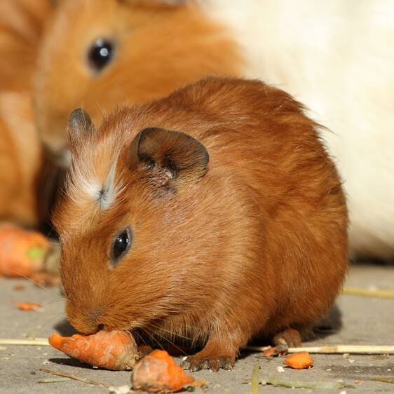 Guinea Pigs at the Petting Zoo