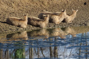 Baby Animals in Styria